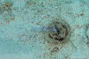 Annelides Worms